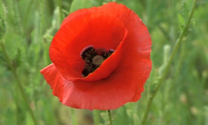La reproduction d’une plante à fleurs - le Coquelicot - extrait - gryphea.com